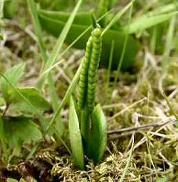 Adders Tongue Fern - DWT